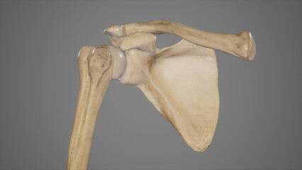 Bones of Shoulder Anatomy - obrazy, fototapety, plakaty