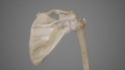 Bones of Shoulder-Posterior View