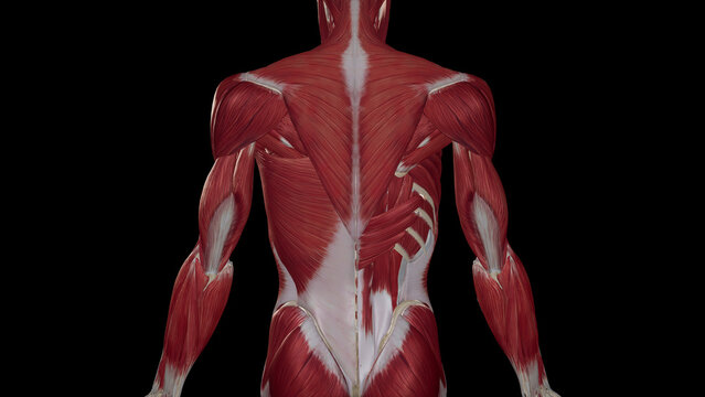 Back muscles anatomy illustration