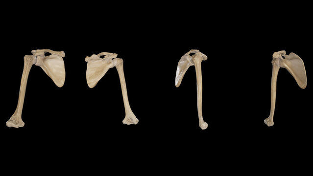 Multiple views of Shoulder Girdle