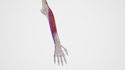 Obraz na płótnie Canvas Extensor Digiti Minimi Muscle Anatomy