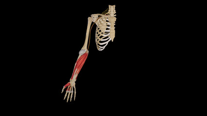 Median Nerve