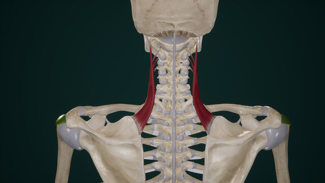 medical accurate illustration of Levator Scapulae Muscles