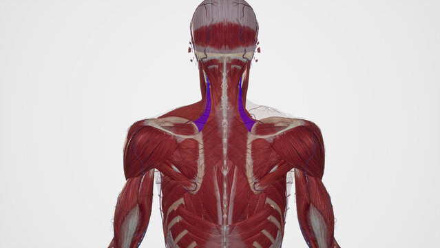 Medical Illustration of Levator Scapulae