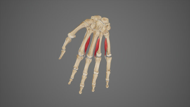 Palmar Interossei of Hand