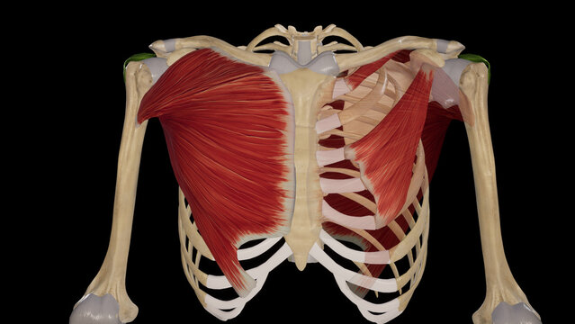 Medical Illustration of Pectoral Muscles
