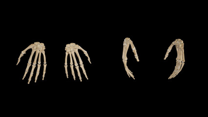 Right Hand-Multiple Views