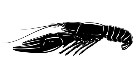 One boiled narrow-clawed crayfish in black and white isolated illustration, realistic freshwater European crayfish on side view