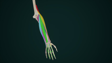 Superficial Extensor Muscles of Forearm
