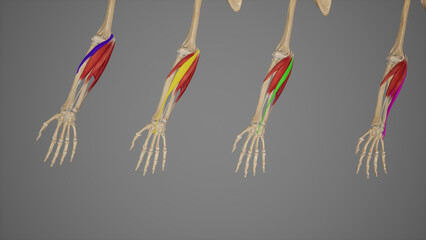 Superficial Flexor Muscles of Forearm-Individuals