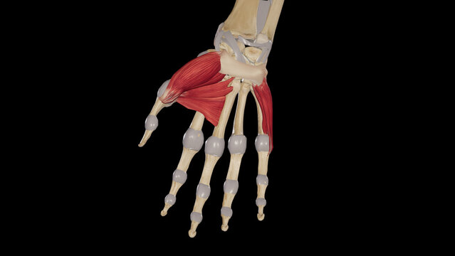 Thenar and Hypothenar Muscles