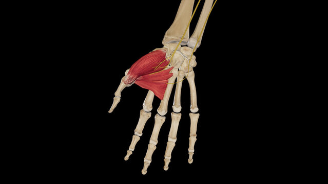 Thenar Muscles
