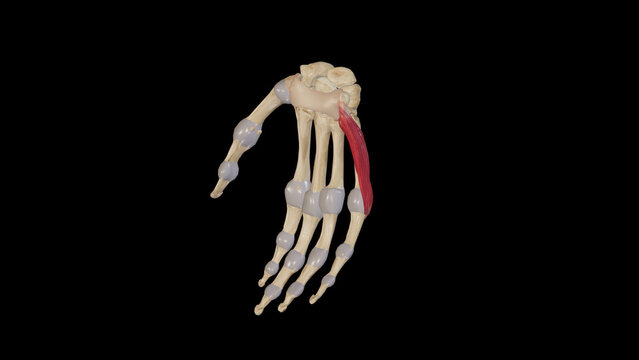 Abductor Digiti Minimi