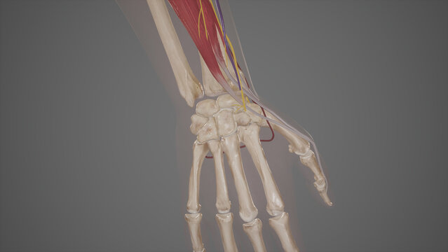 Anatomical Snuffbox
