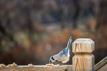 Blue Jay bird reaching for peanuts on a home back deck