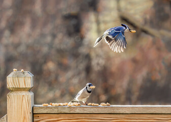 Blue Jays eating peanuts on a home back deck