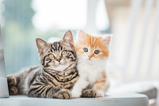 zwei Katzen auf Stuhl im Wohnzimmer, helle Umgebung