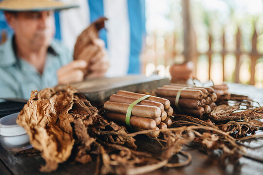 Man making traditional cigars from tobacco leaves with hands