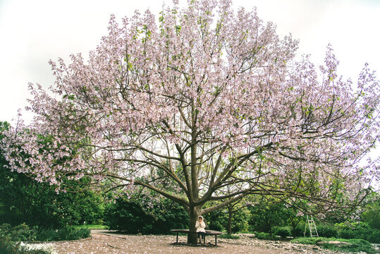spring  in the park