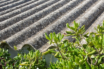 Old aged dangerous roof made of prefabricated corrugated asbestos panels with green plants