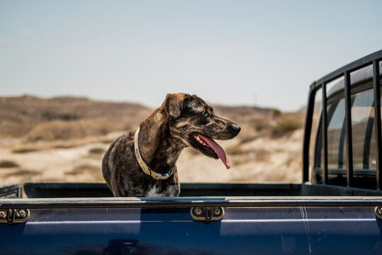 dog in the back of a truck
