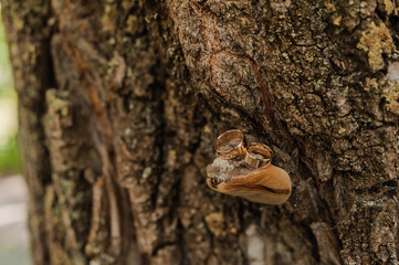 Two gold wedding rings on a brown wooden background with moss