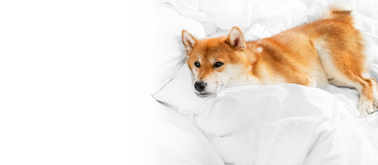 Cute red sleeping shiba inu dog laying relaxing in white bedsheets dreaming. Fluffy Japanese breed...