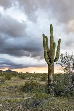 Landscape of Arizona Desert