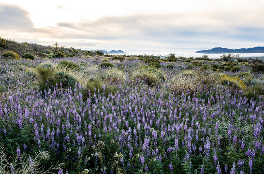 Joshua Tree Wildflower bloom