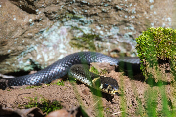 Grass snake with the tongue out
