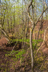 Budding trees in spring in a ravine