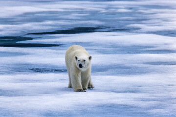 Obraz na płótnie Canvas Polar bear walking on melting ice in the arctic