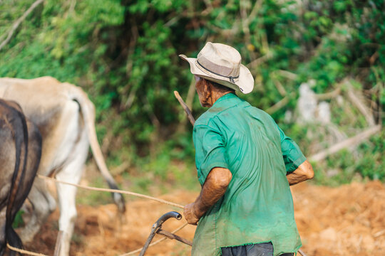 Senior farmer following bulls tilling soil