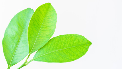 Fototapeta na wymiar Lemon natural green leaves isolated on white background.