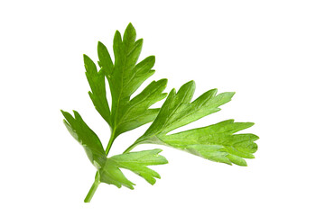 Full focus of parsley leaves. Branch of fresh greens isolated on white background.