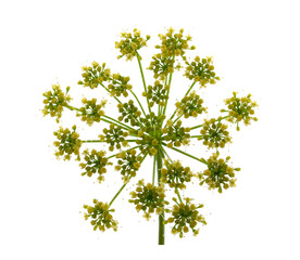 Dill flower isolated on white background.