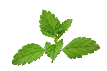 Melissa medicinal, officinalis, lemon mint plant for addition to dishes, drinks, fish and meat. © malshak_off