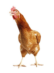 Hen bird isolated on layered png format transparent background.