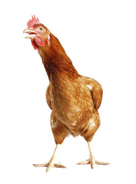 Hen bird isolated on layered png format transparent background.