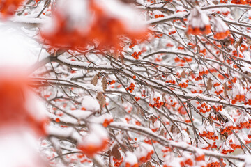 Winter frozen viburnum under the snow during the cold day