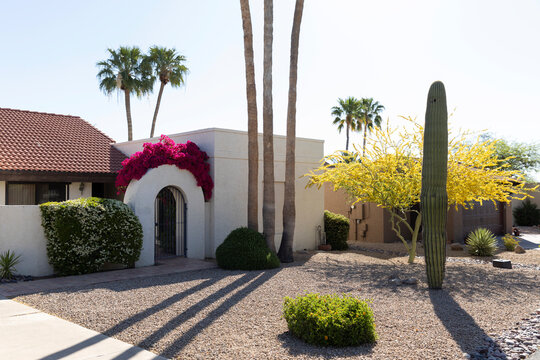 Palm Tree cactus Azalea Desert neighborhood in Arizona 