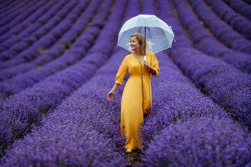 A middle-aged woman in a lavender field walks under an umbrella on a rainy day and enjoys...