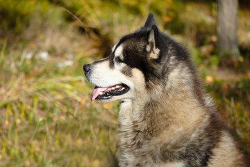 Obraz premium Alaska malamute