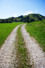 Fototapeta na wymiar winding path leads through a meadow
