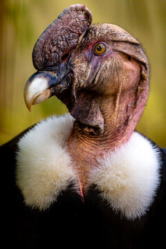 Andean Condor