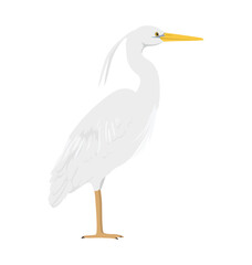 Great white heron - Ardea herodias occidentalis - Seen in side view - Flat vector