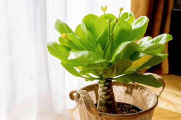 Hawaiian palm (Brighamia insignis) growing and blooming in flower pot. This houseplant is known as olulu or cabbage on a stick. 
