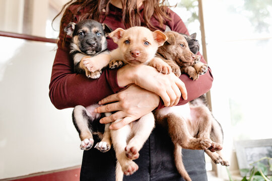 puppies hanging on arms - Powered by Adobe