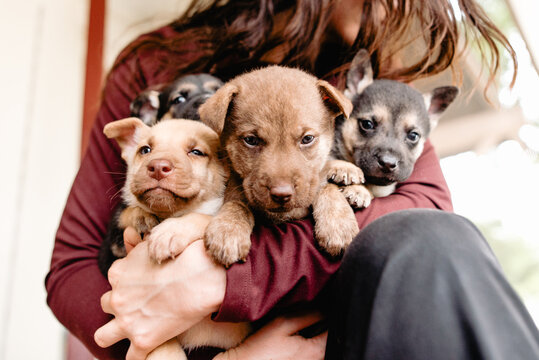 tiny puppy litter in arms