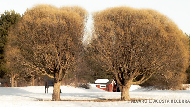 tree in snow love